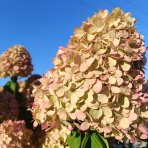 Hortenzia metlinatá (Hydrangea paniculata) 'LIMELIGHT'® - výška 150-170 cm, kont. C45L - VIACKMENNÁ